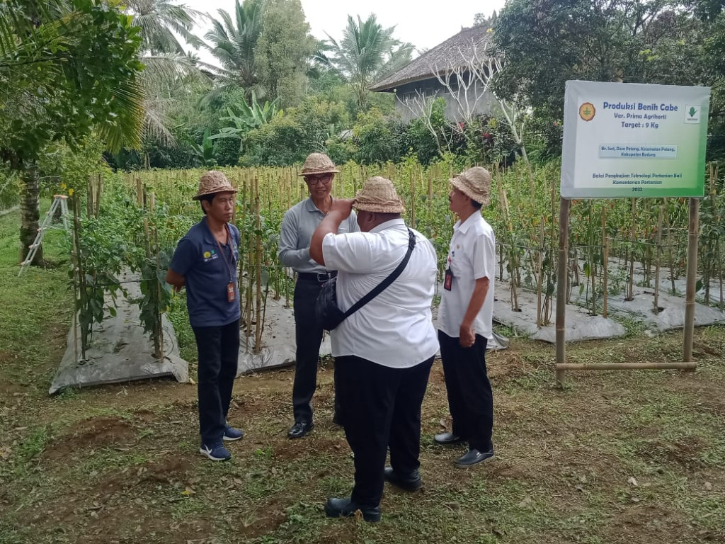 Giat Pelaksanaan Panen Cabai, Dari Balai Pengkajian Teknologi Pertanian ...